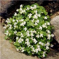 Cymbalaria pallida 'Alba'