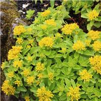 Sedum Kamstchaticum - Orange Stonecrop