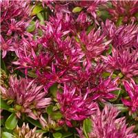 Sedum spurium 'Solarity'