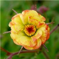 Geum Cocktail Tequila Sunrise