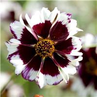 Coreopsis Hybrida Incredible Swirl