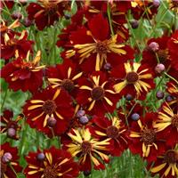 Coreopsis Tinctoria 'Roulette'