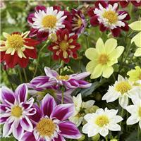 Dahlia Harlequin Mix - Large Plant in Bud & Bloom