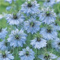 Nigella damascena Miss Jekyll Sky Blue