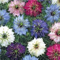 Nigella damascena Persian Jewels Mix