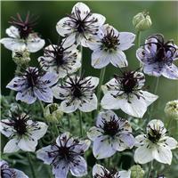 Nigella papillosa Eclipse (African Bride)