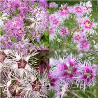 Dianthus hybrida Rainbow Loveliness