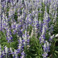 Salvia Farinacea Strata