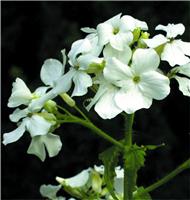 Honesty Plant - Lunaria annua (biennis) - Alba