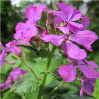Honesty Plant - Lunaria annua (biennis) - Violet