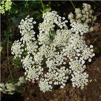 Ammi majus - Bishop's Flower