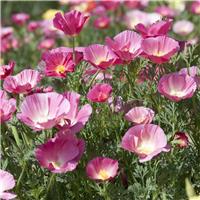 Eschscholzia Californica Bush Rose - California Poppy
