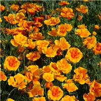 Eschscholzia Californica Lady Marmalade - California Poppy