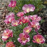 Eschscholzia Californica Thai Silk Rose Chiffon - California Poppy
