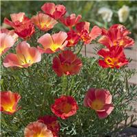 Eschscholzia Californica Thai Silk Strawberry Fields - California Poppy