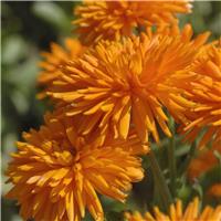 English Marigold - Calendula officinalis 'Porcupine Orange' - In Bud & Bloom