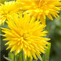 English Marigold - Calendula officinalis 'Porcupine Yellow' - In Bud & Bloom