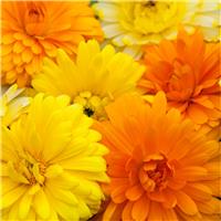 English Marigold - Calendula officinalis 'Costa Mix' - In Bud & Bloom