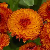 English Marigold - Calendula officinalis 'Neon' - In Bud & Bloom