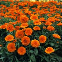 English Marigold - Calendula officinalis 'Candyman Orange' - In Bud & Bloom
