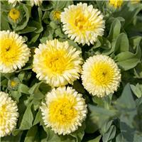 English Marigold - Calendula officinalis 'Double Lemon' - In Bud & Bloom