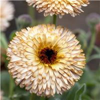 English Marigold - Calendula officinalis 'Pygmy Buff' - In Bud & Bloom