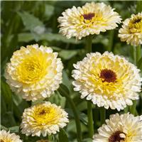 English Marigold - Calendula officinalis 'Ivory Princess' - In Bud & Bloom
