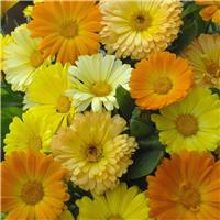 English Marigold - Calendula officinalis 'Daisy Mixture' - In Bud & Bloom