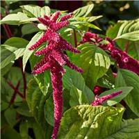 Amaranthus Caudatus 'Red' - Love-Lies-Bleeding Plant