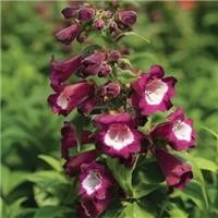 Penstemon 'Arabesque Violet'