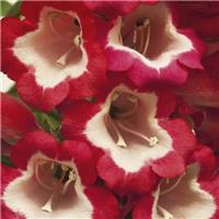 Penstemon 'Arabesque Red'