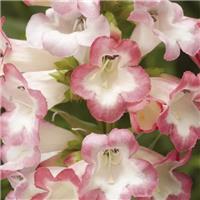 Penstemon 'Arabesque Pink'