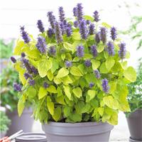 Agastache rugosa 'Golden Jubilee' - Korean Mint