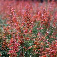 Agastache rupestris 'Apache Sunset'