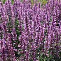 Agastache pallidiflora subsp. neomexicana 'Rose Mint' - In Bud & Bloom