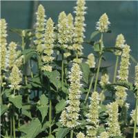 Agastache rugosa 'Liquorice White' - Korean Mint