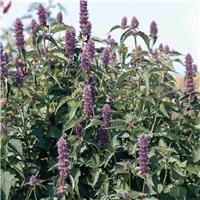 Agastache rugosa 'Liquorice Blue' - Korean Mint