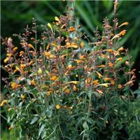 Agastache aurantiaca Navajo Sunset