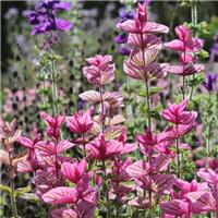 Sage Plant - Salvia horminum Pink Sunday - Painted Sage