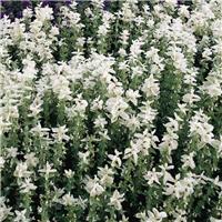 Sage Plant - Salvia horminum White Swan - Painted Sage