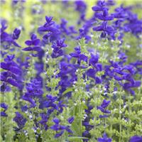 Sage Plant - Salvia horminum Oxford Blue - Painted Sage