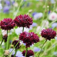 Cornflower Plant - Centaurea cyanus Black Ball - Cornflower