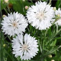 Cornflower Plant - Centaurea cyanus Ball White - Cornflower