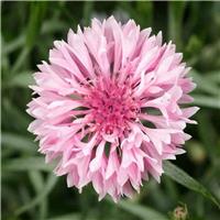 Cornflower Plant - Centaurea cyanus Ball Pink - Cornflower