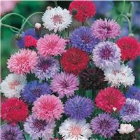 Cornflower Plant - Centaurea cyanus Ball Formula Mix - Cornflower