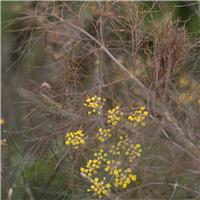 Foeniculum vulgare 'Smokey'