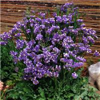Statice (Limonium) Forever Blue