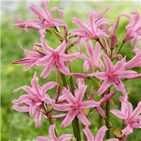 Nerine bowdenii 'Amandi' - Guernsey Lily
