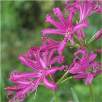Nerine bowdenii 'Isabel' - Guernsey Lily