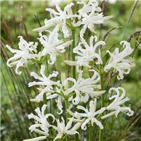Nerine bowdenii 'Like a Virgin' - Guernsey Lily